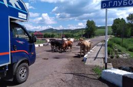 Телки и кобыла перекрыли трассу Нерчинск - Балей
