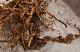 Село Чирон на грани войны из-за заготовки краснокнижной сапожниковии