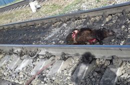 Бесхозных овец давят поезда в районе Зенитки