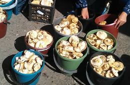 «Блюдо дня»: Грибной репортаж