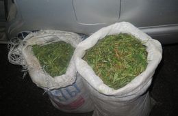 10 килограммов конопли изъяли у жителя Петровск-Забайкальского