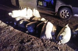 13 мешков конопли изъяли полицейские у читинца