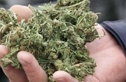 Пять килограммов конопли изъяли полицейские в Атамановке