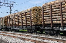 Запретят ли вывоз древесины в Китай и чем это грозит Забайкальскому краю?