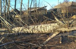 Глава села в Балейском районе вырубила 12 живых деревьев в парке