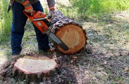 В Красном Чикое ОМОН задержал экс-начальника лесхоза за незаконную рубку