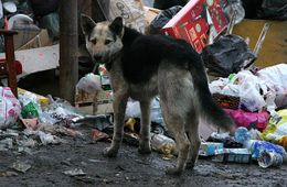 Расплодившиеся на неубранной помойке собаки покусали пенсионерку в Чите (видео)