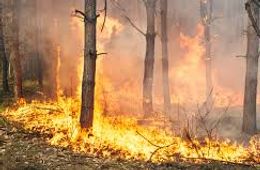 В Забайкалье в семь раз увеличилась площадь лесных пожаров