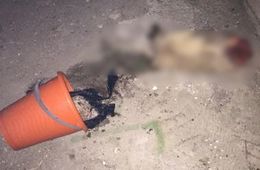 Жители Краснокаменска пожаловались в полицию на живодера, убившего и выбросившего  с балкона собаку (шок-контент)