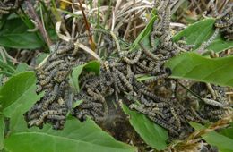 Луговой мотылек угрожает уничтожить все посевы в Борзинском районе