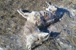 Дохлые дзерены обнаружены в степи под Борзей