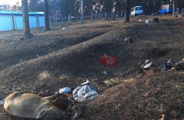 Свинью подложили в лес мкр. Северный