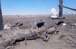 ​Очередная стоянка сгорела в Забайкалье