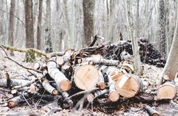 Забайкалец незаконно спилил 94 дерева и продал на дрова