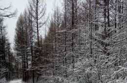 Ветер, снег и понижение температуры – сегодня в Забайкалье