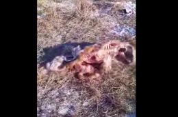 Волки продолжают атаковать чабанскую стоянку в Забайкалье — от молодого бычка практически ничего не осталось (видео)