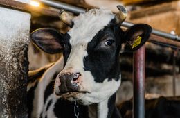 ​Домашний скот гибнет после вакцинации от эмкара в селе Подойницыно