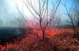 ​Лесной пожар действует около Карымского