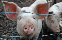 В Чите обнаружен очаг африканской чумы свиней