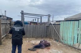 Следователи подтвердили информацию «Вечорки» о гибели женщины в Улетовском районе — ее загрызли собаки