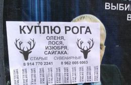 Цыгане в Забайкалье массово скупают рога диких животных