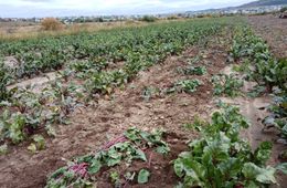 Производство овощей в Забайкалье за год увеличилось на 25%
