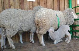 В Забайкалье утвердили новую программу овцеводства 