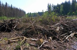 Все, что нужно знать о сборе валежника