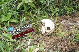 Череп с костями нашли в Краснокаменске. Останки могут принадлежать пропавшему в июле мужчине.
