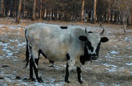 Красночикойский район: Судебные приставы у семьи отбирают последнюю корову