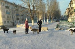 Жители Нерчинска пожаловались на бездомных собак