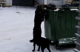УФСИН Забайкалья отреагировал на сюжет «Вечорки» о бездомных псах — ведомство опровергло плохие условия содержания животных в приюте ИК-3
