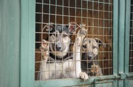 Митинг в защиту бездомных собак пройдет в Чите