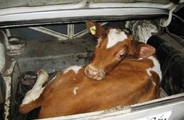 В Чернышевском районе задержали скотокрада