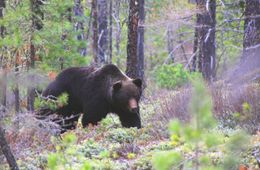 ​Жители Красночикойского района сообщают о нашествии медведей