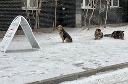 Жителей Борзи атакуют стаи бродячих псов