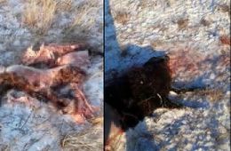 Волки вновь атаковали чабанскую стоянку в Забайкалье (видео, шок-контент)