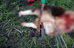 В Агинском районе задержаны две женщины-скотокрадки