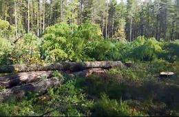 Китайцы вырубают краснокнижный кедрач в Красночикойском районе (видео)