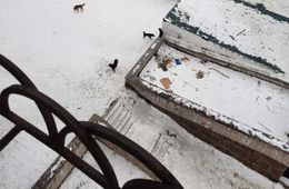 Бездомные собаки нападают на жильцов дома по Токмакова в Чите