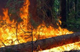 ​Прокуратура выявила следы поджога в лесу Чернышевского района и заставила искать поджигателей