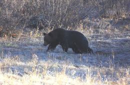 Медведь, который проник во двор дома в Кыре, был ликвидирован