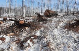 Жители села Сивяково до сих пор не могут получить лесобилеты, обещанные Минприродой