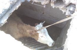 Жители Чинданта продолжают вытаскивать скот из пепелищ