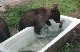 На севере Забайкалья нашествие медведей (фото и видео)