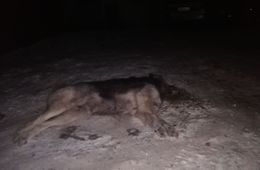 Тело отравленной собаки нашли в одном из дворов Читы