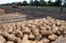 Картофель подорожал почти на 8% за неделю в Забайкалье