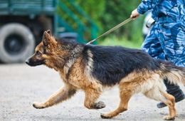 Полицейские и пес Шигер задержали мужчину с наркотиками в Чите