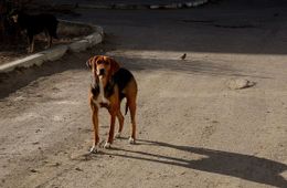 Ребенок боится выходить на улицу: забайкальские следователи заинтересовались ежедневным нападением собак в Каштаке 