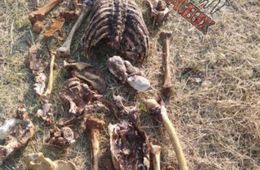 Человеческий скелет нашли в бочке с водой в Краснокаменске